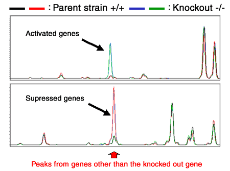 Figure 6  Transcription product profiling in a knockout mouse
