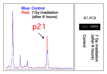 Figure 7  Fluctuations in p21 gene expression after X ray irradiation