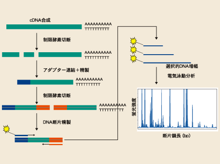 image/図2 MS 技術の原理