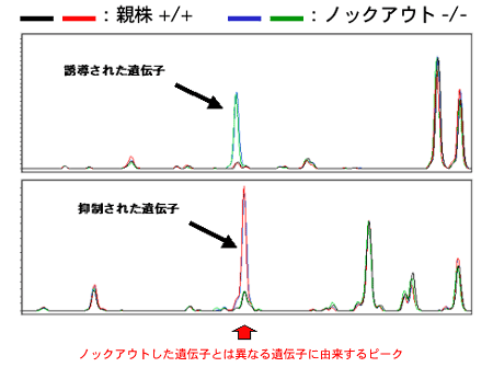 image/図6 ノックアウトマウスにおける転写産物プロファイリング