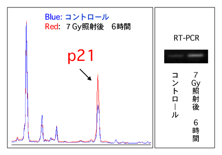 image/図7 Ｘ線照射により発現変動したp21 遺伝子